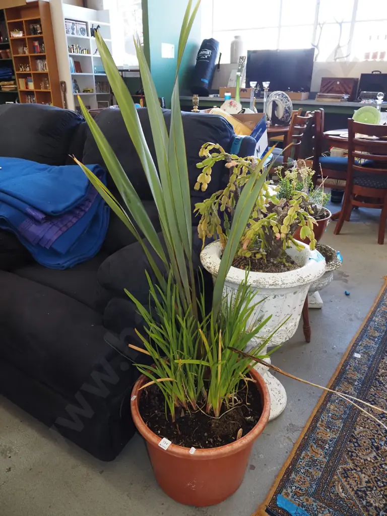 flax in plastic planter Image 1++