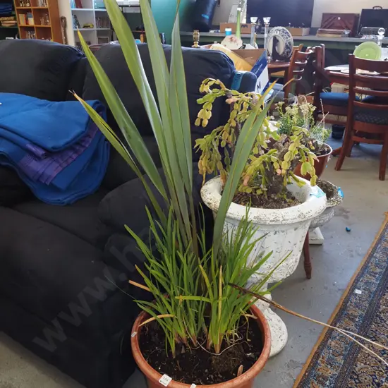 flax in plastic planter
