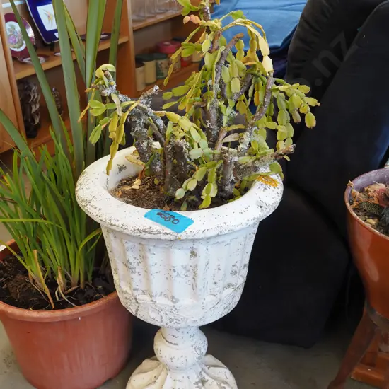 succulent in concrete urn Urn H635