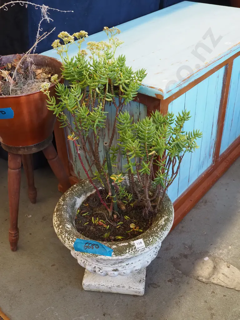 small concrete urn and succulents Urn H300 Image 1++