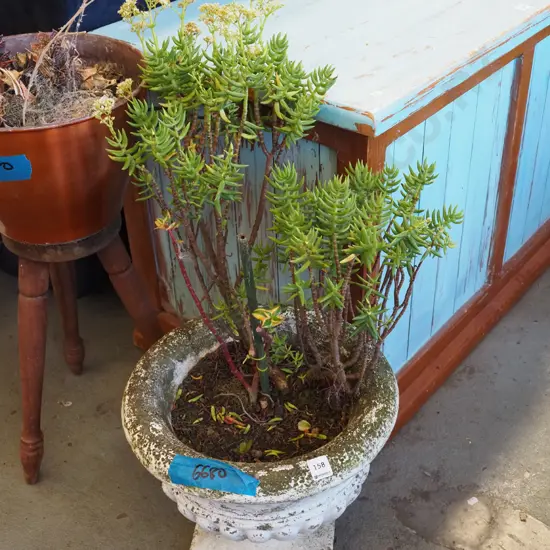 small concrete urn and succulents Urn H300