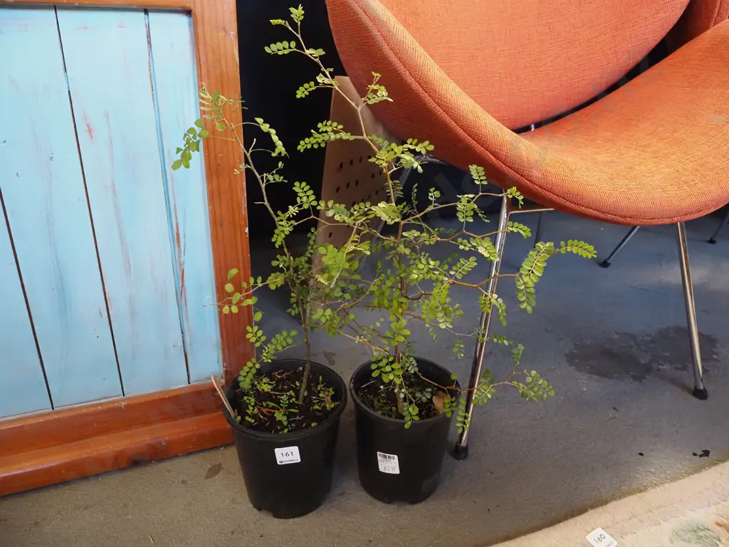 2x potted kowhai Image 1++