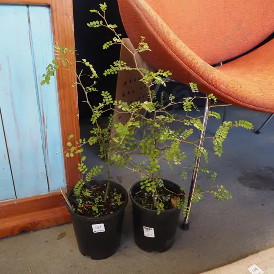 2x potted kowhai