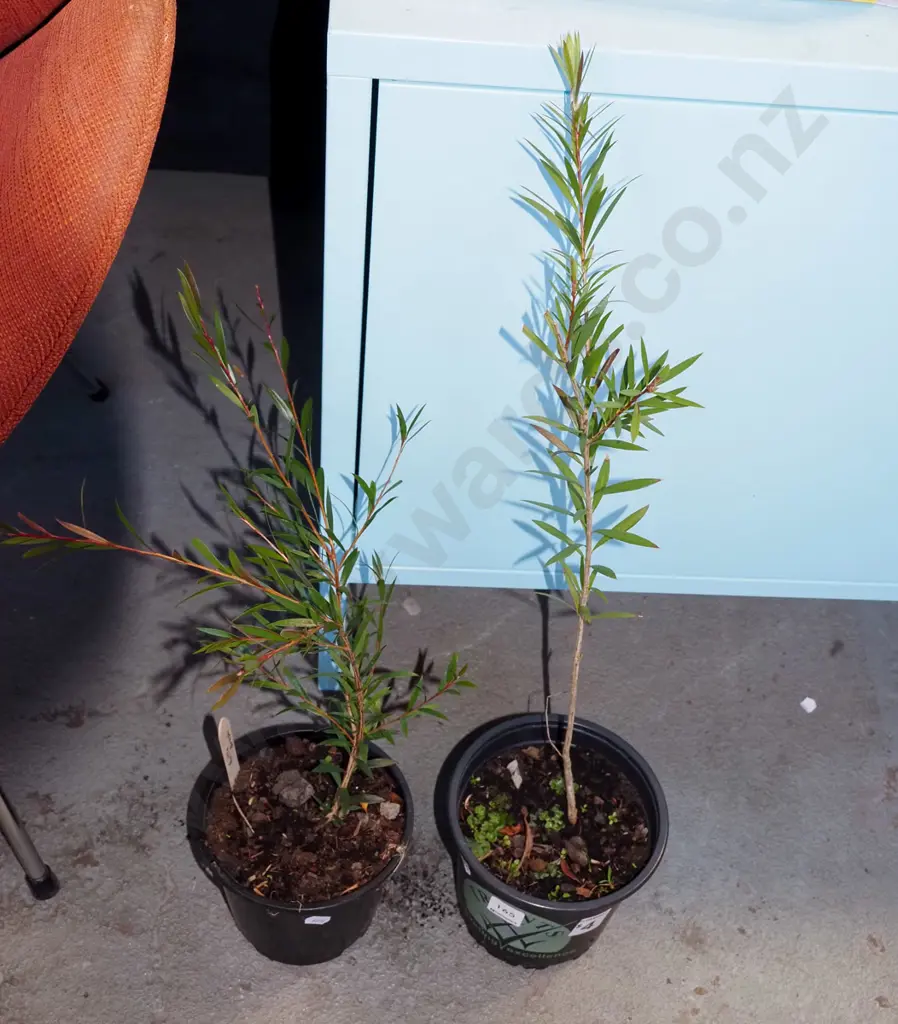 2x potted bottle brushes Image 1++