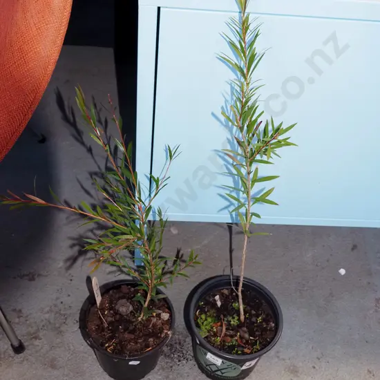 2x potted bottle brushes