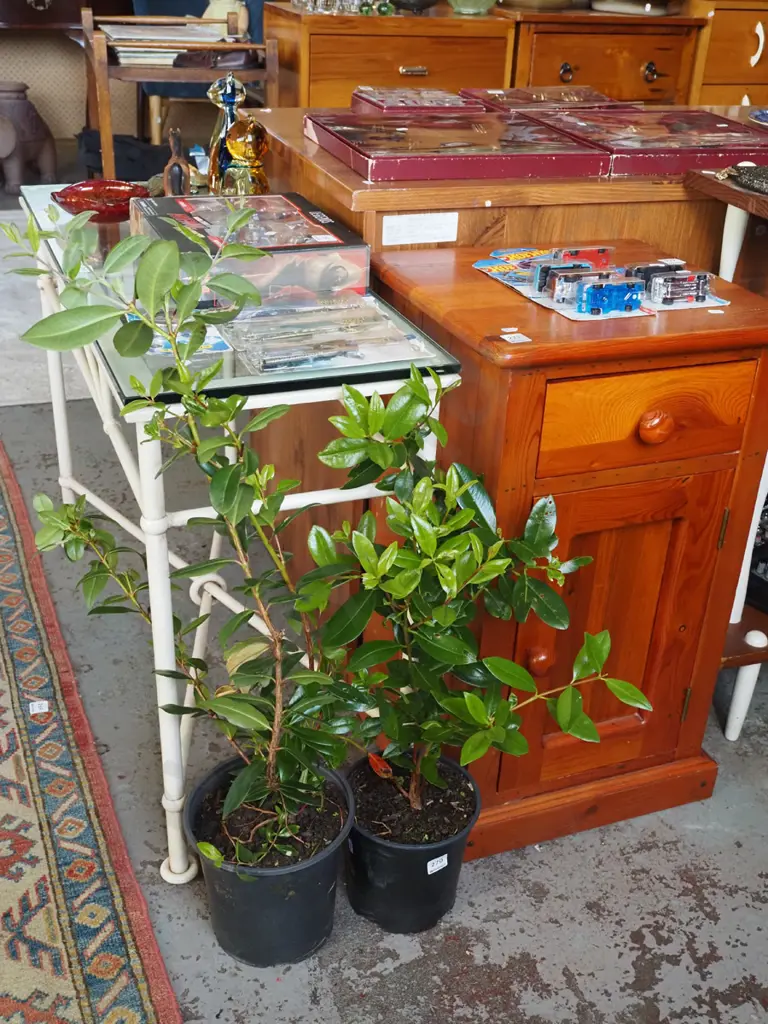 2x potted pohutukawa Image 1++