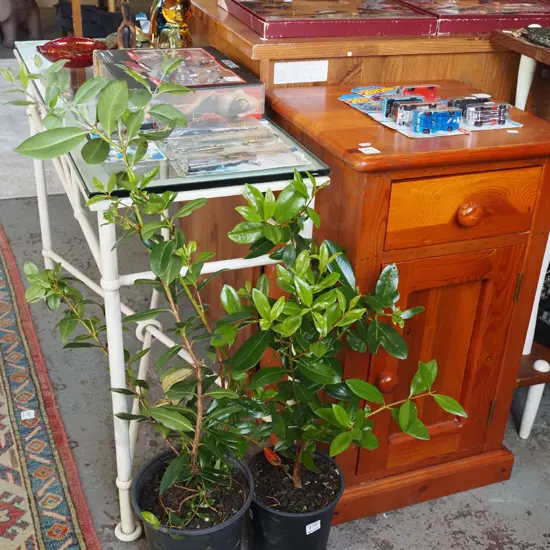 2x potted pohutukawa