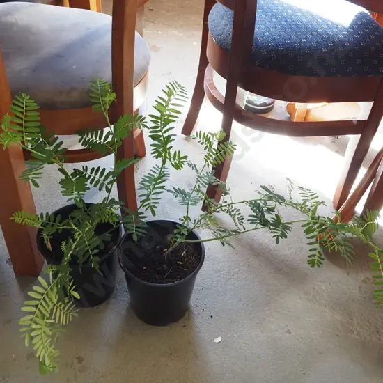 2x potted kakas beaks