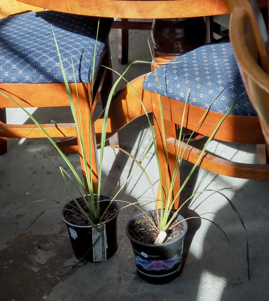 2x potted cabbage trees Image 1++