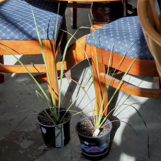 2x potted cabbage trees