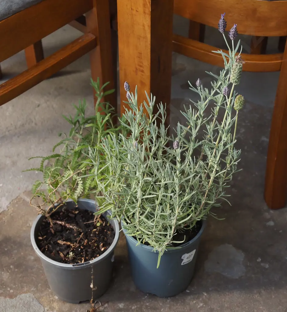 2x potted lavender Image 1++