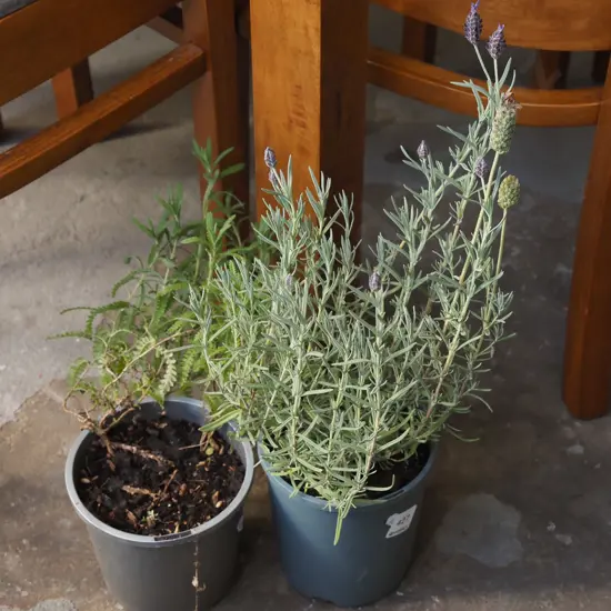 2x potted lavender