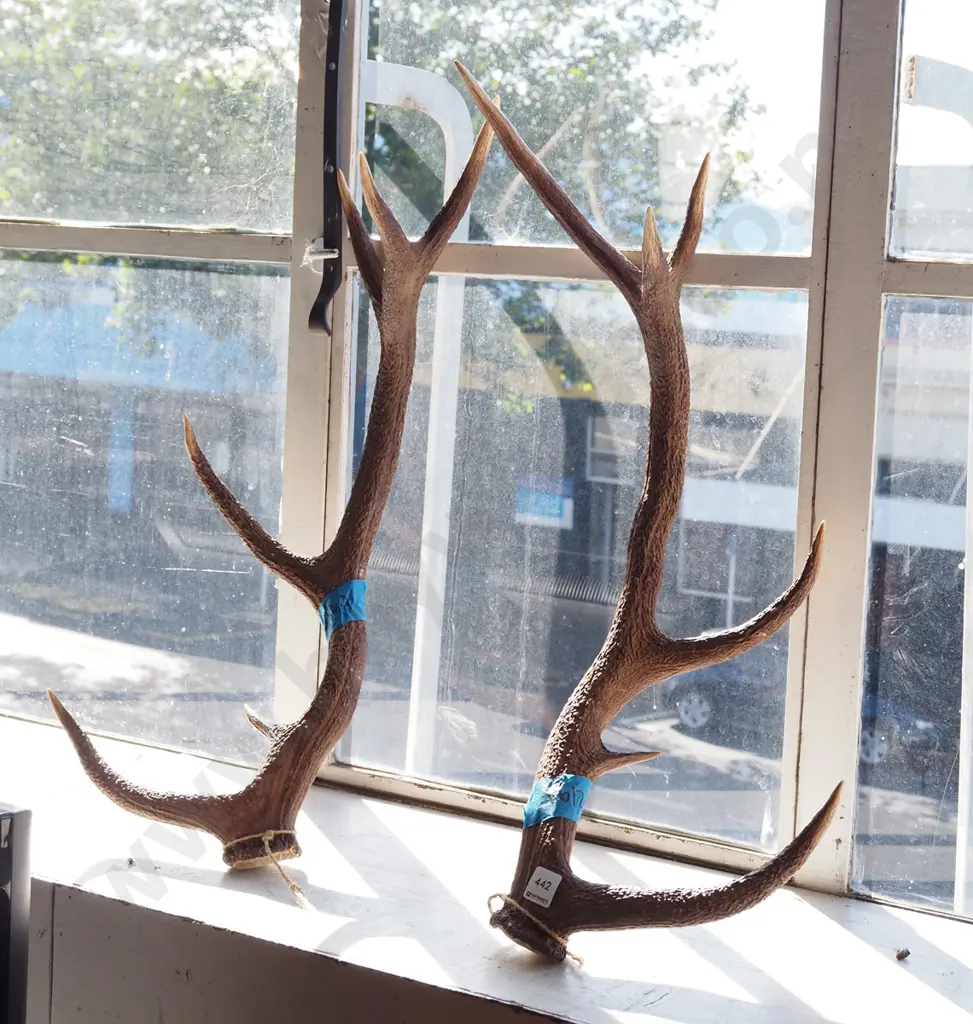 pair of antlers Image 1++