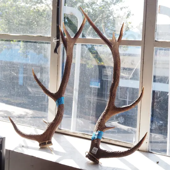 pair of antlers