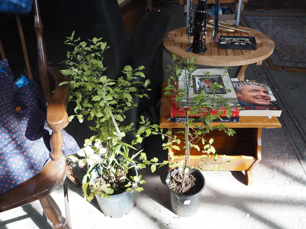 2x potted pittosporum Image 1++