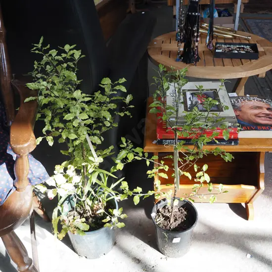 2x potted pittosporum