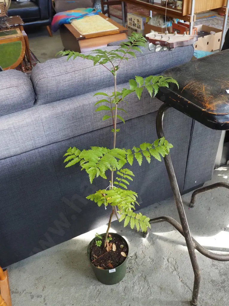 potted rowan tree Image 1++