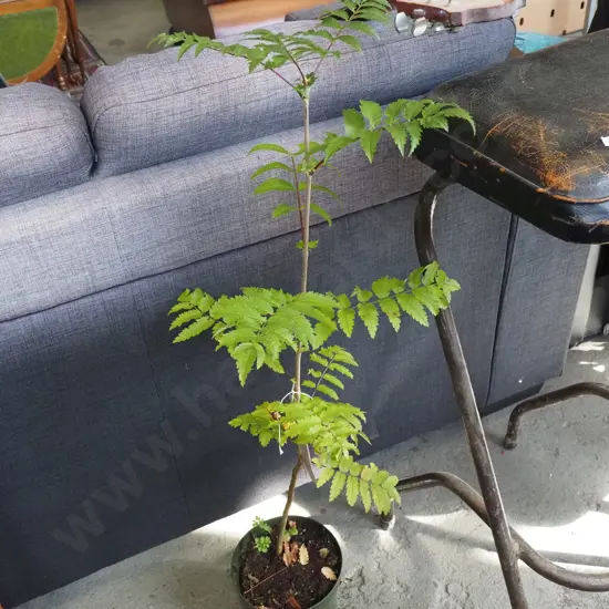 potted rowan tree