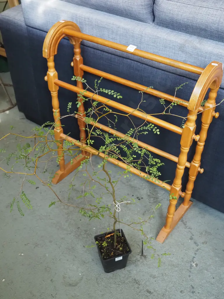 potted kowhai Image 1++