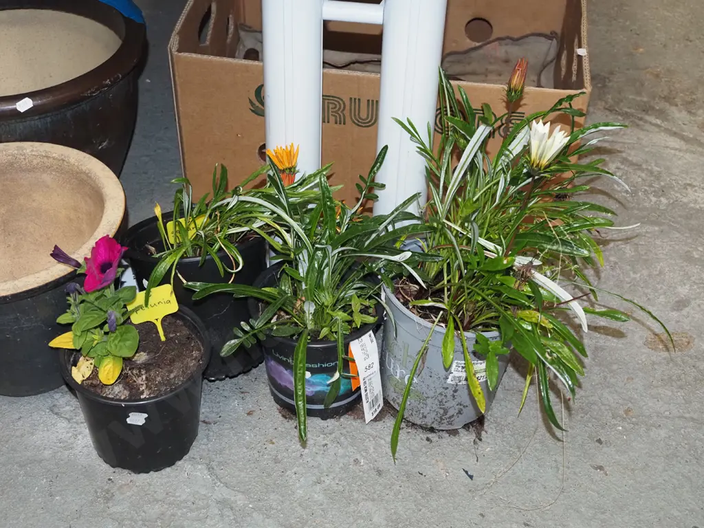 potted petunia, 3x potted gazanias Image 1++