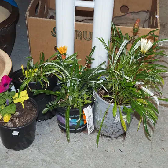potted petunia, 3x potted gazanias