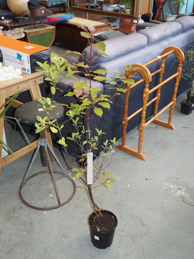 potted wineberry Image 1++