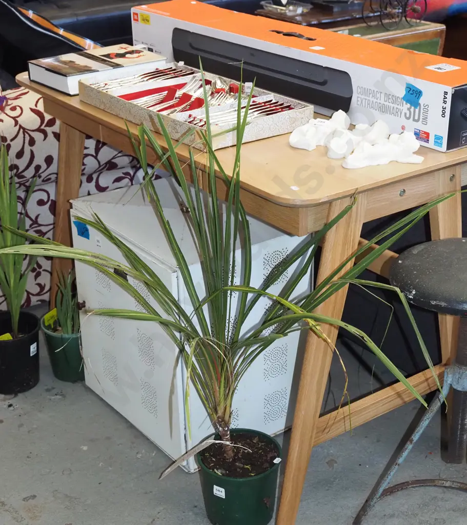 potted cabbage tree Image 1++