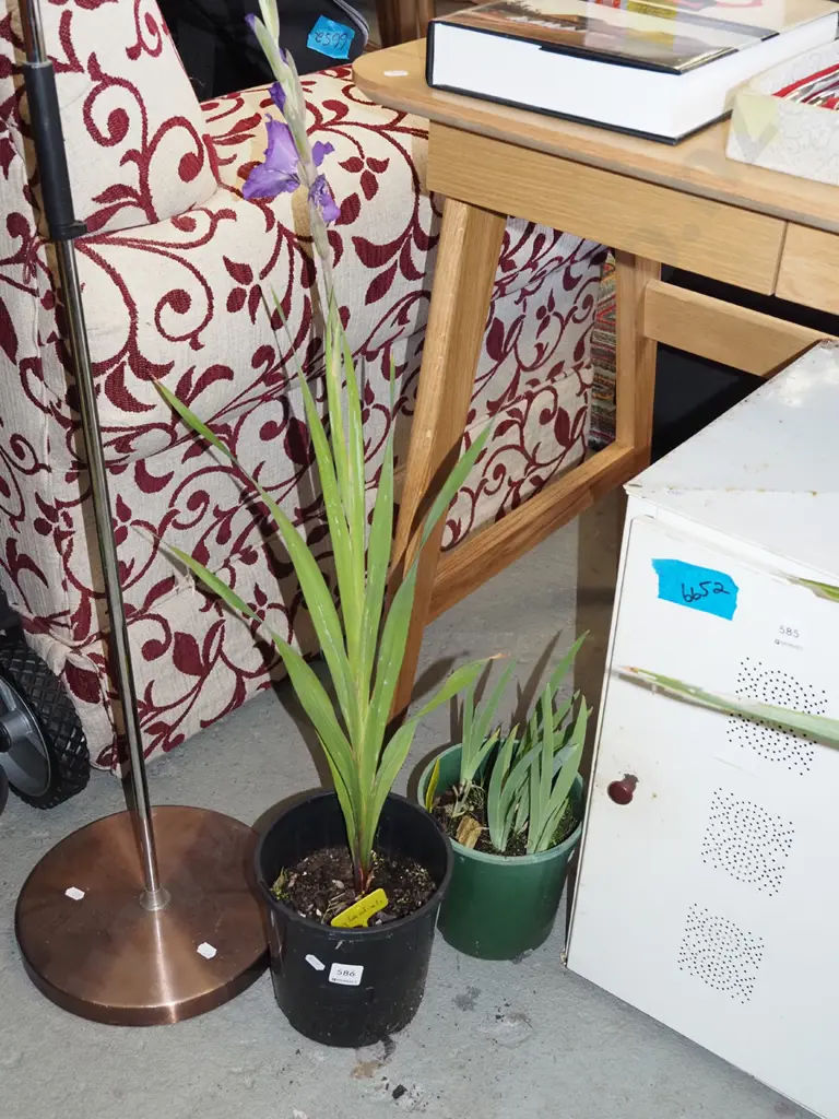 2x potted gladioli Image 1++