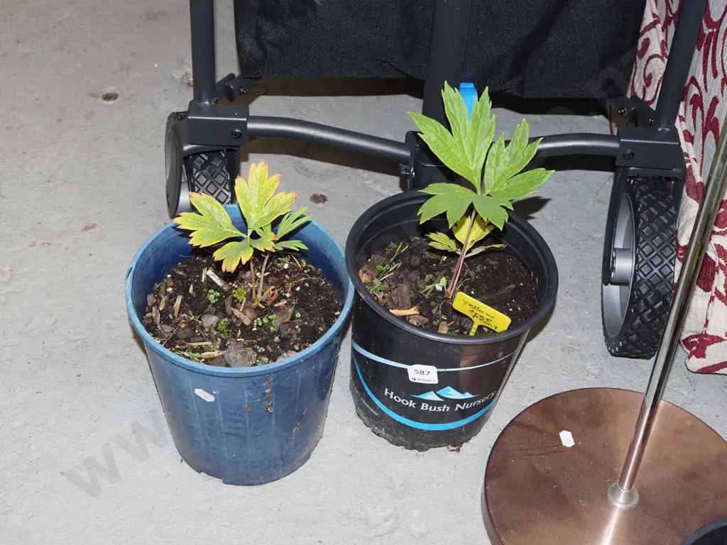 2x potted yellow tree peonies Image 1++