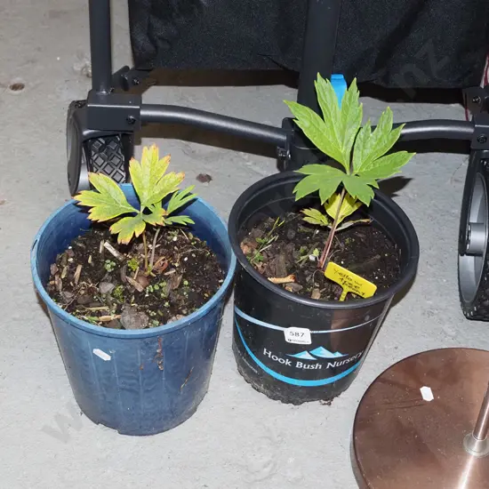 2x potted yellow tree peonies