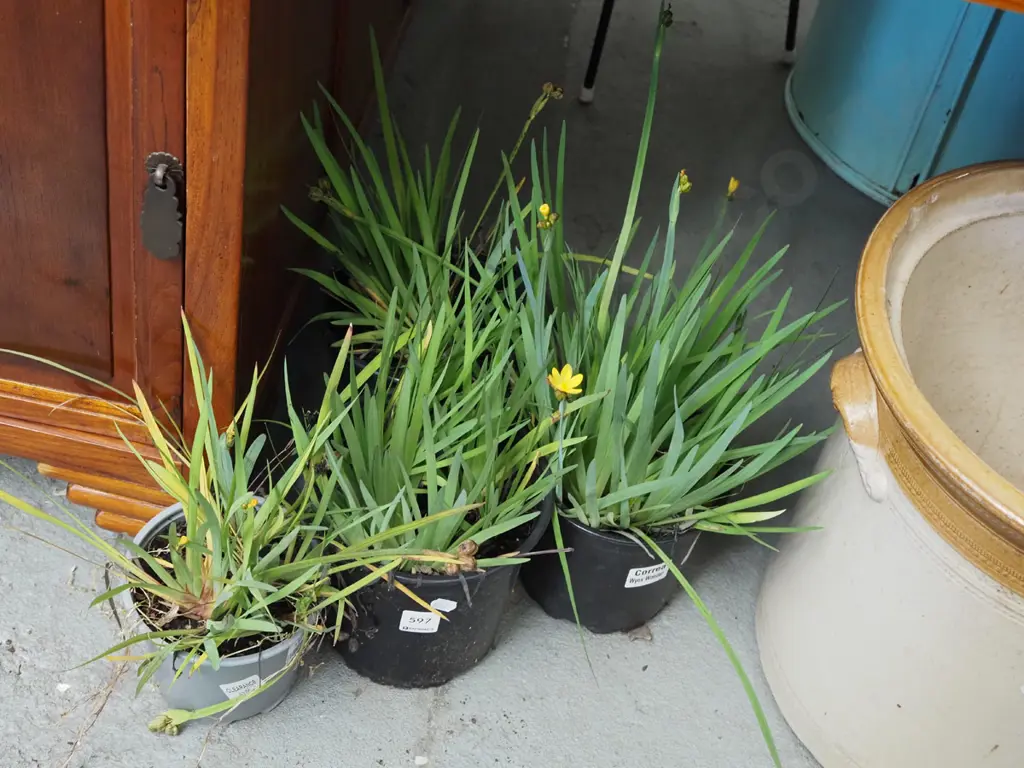 4x potted yellow eyed grasses Image 1++
