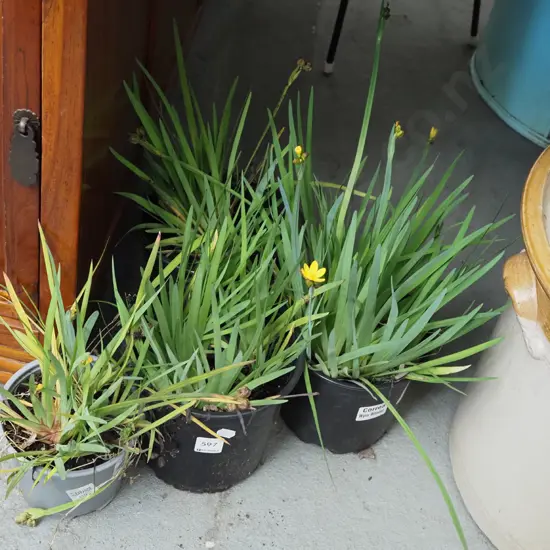 4x potted yellow eyed grasses
