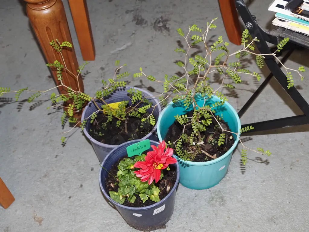 2x potted kowhai, potted dahlia Image 1++