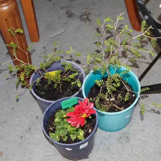 2x potted kowhai, potted dahlia