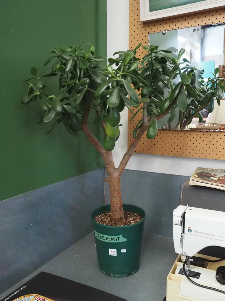 jade plant on plastic planter Overall H800 Image 1++