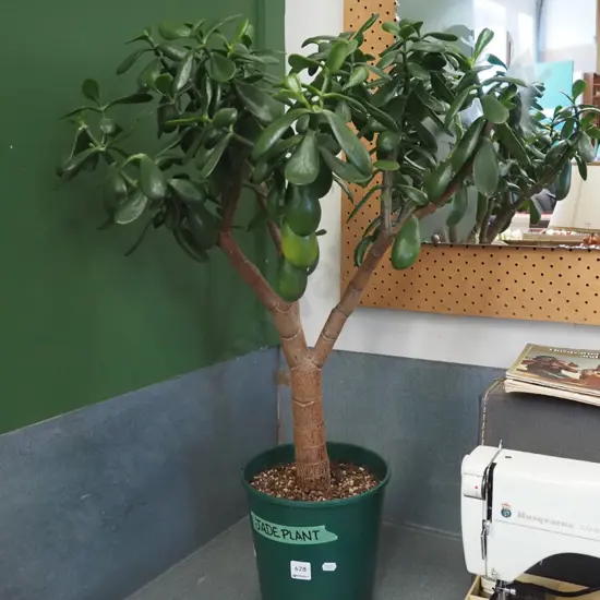 jade plant on plastic planter Overall H800