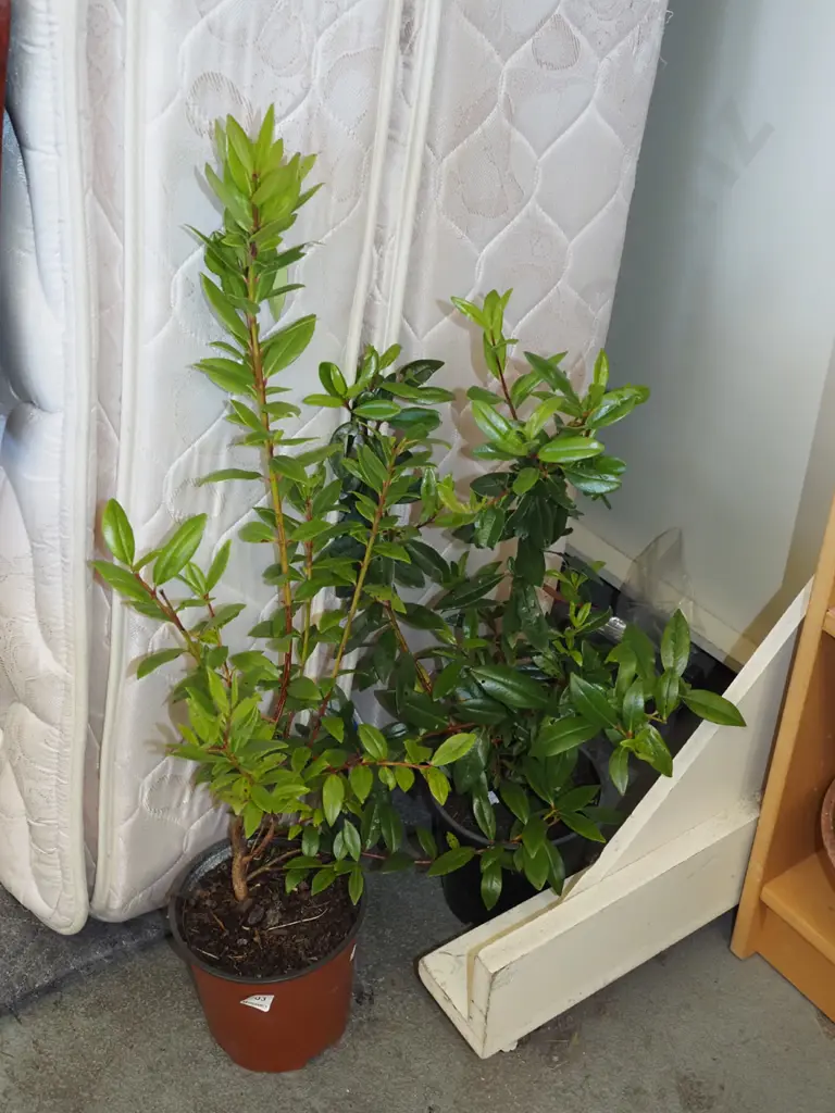 2x potted pohutukawa Image 1++