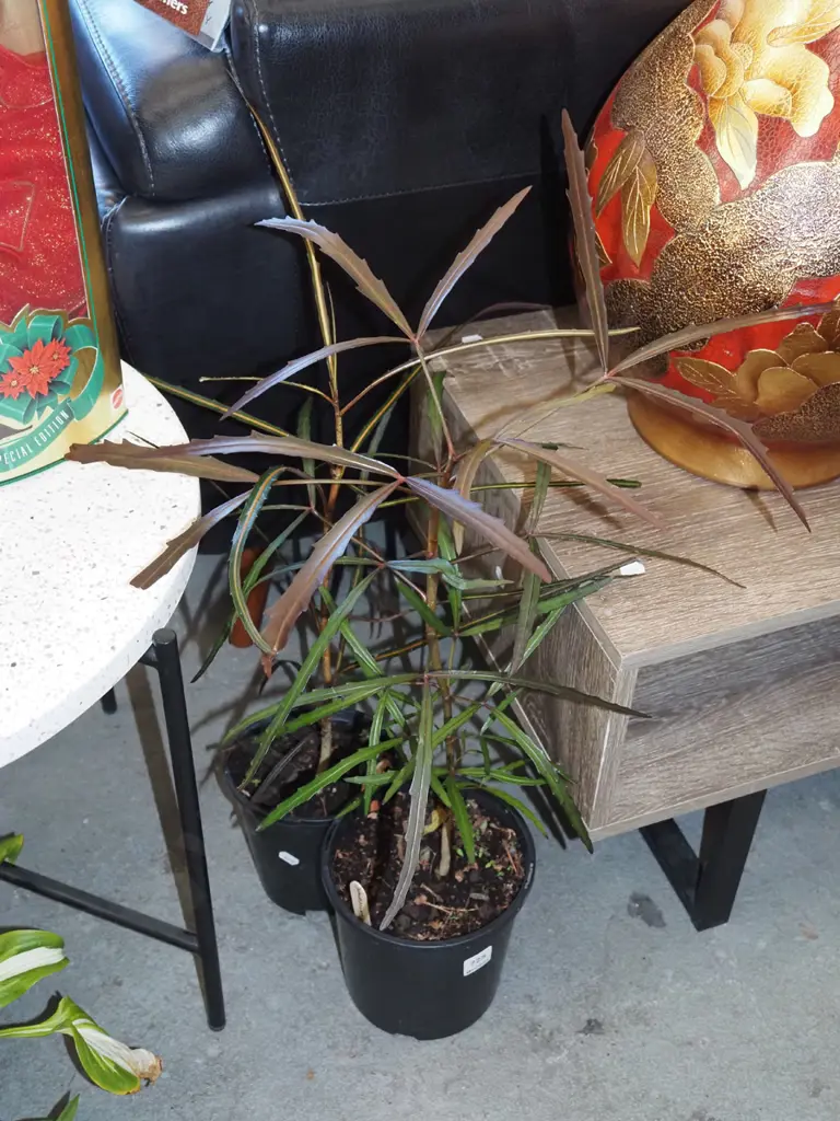 2x potted lancewoods Image 1++