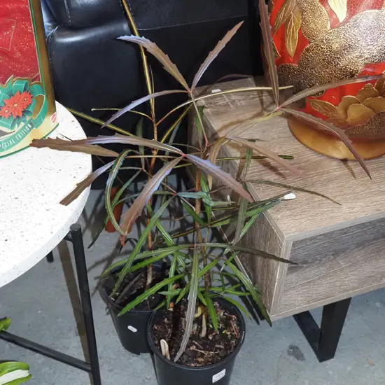 2x potted lancewoods