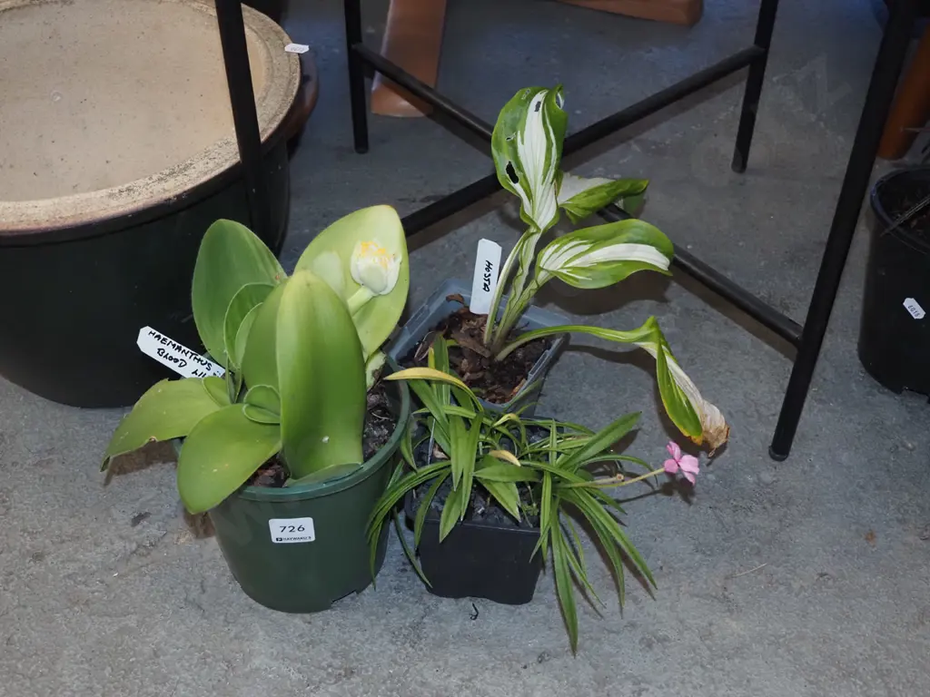 potted yellow blood lily, variegated hosta, rhodohypoxis Image 1++