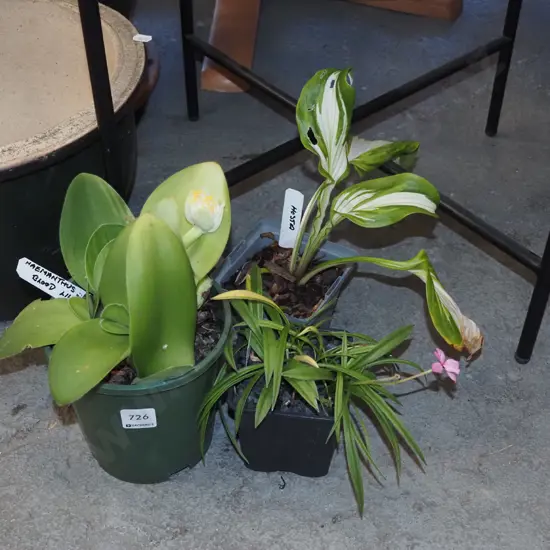 potted yellow blood lily, variegated hosta, rhodohypoxis