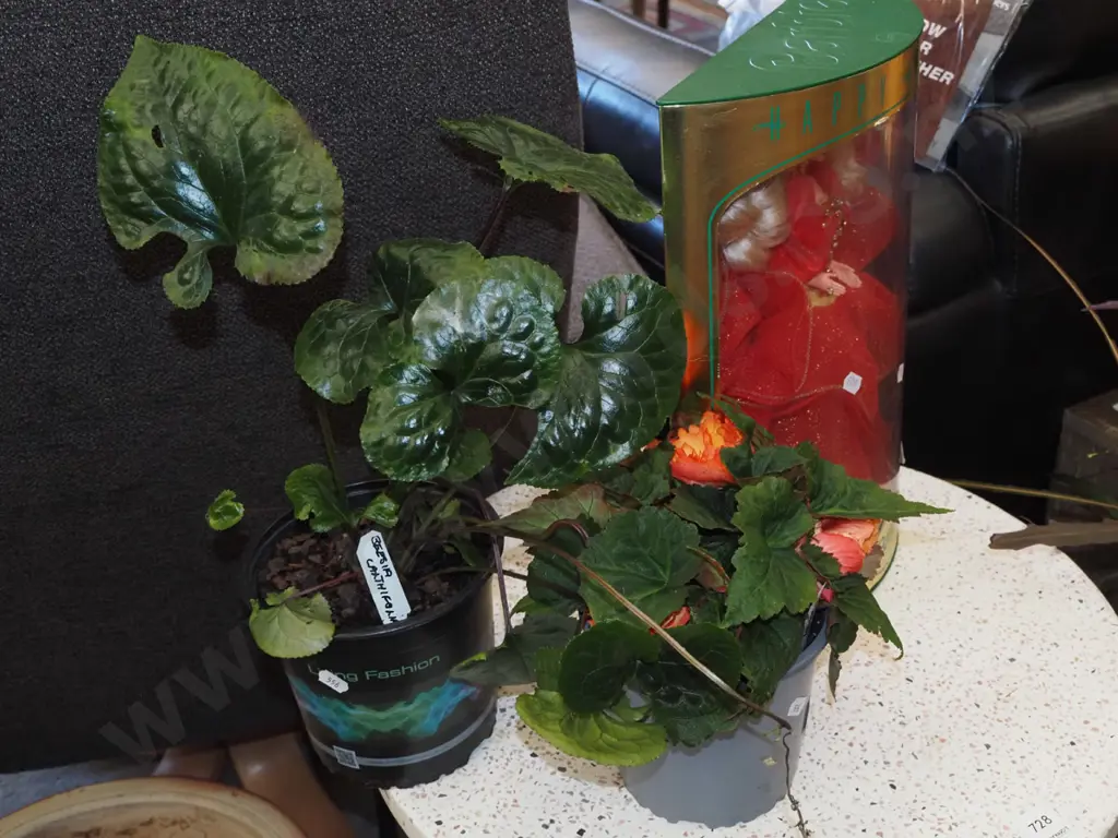 potted begonia, beesia calthifolia Image 1++