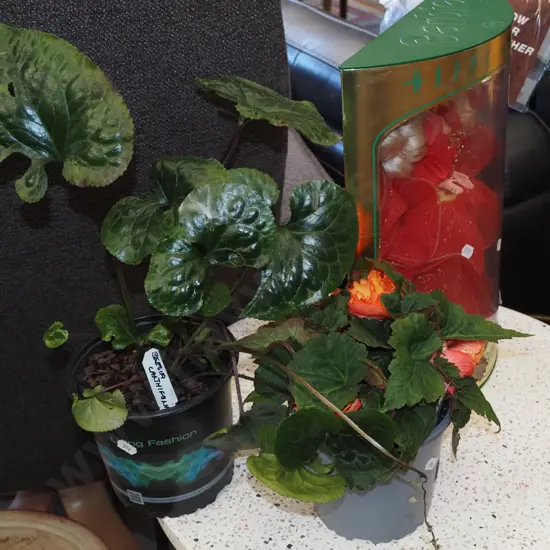 potted begonia, beesia calthifolia