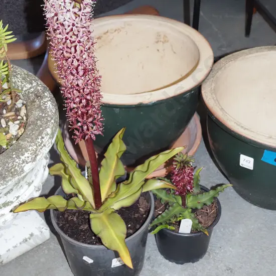 2x potted pineapple lillies