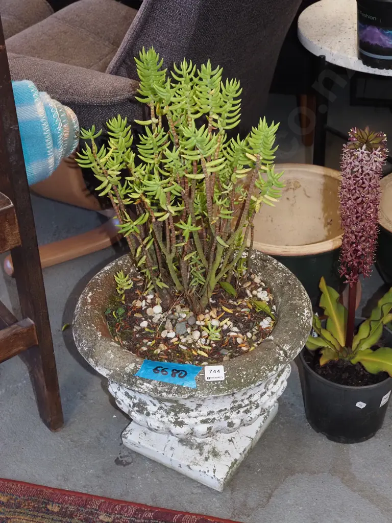 succulent in garden urn H300 Image 1++