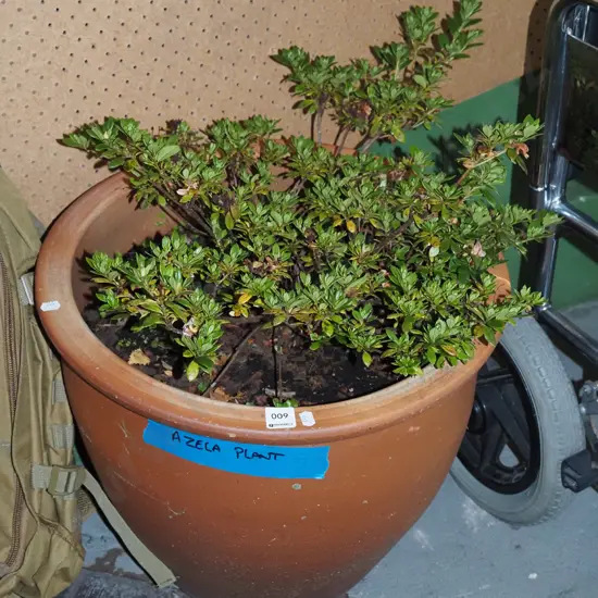 azalea in terracotta planter Plant H420
