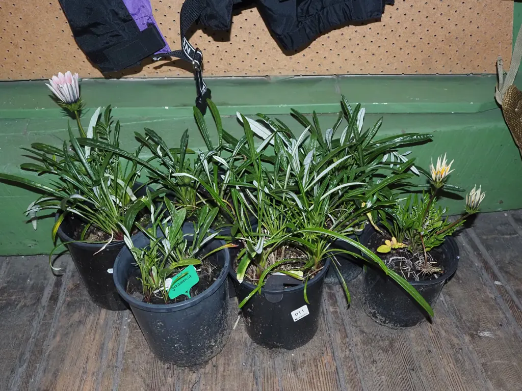 6x potted gazanias Image 1++