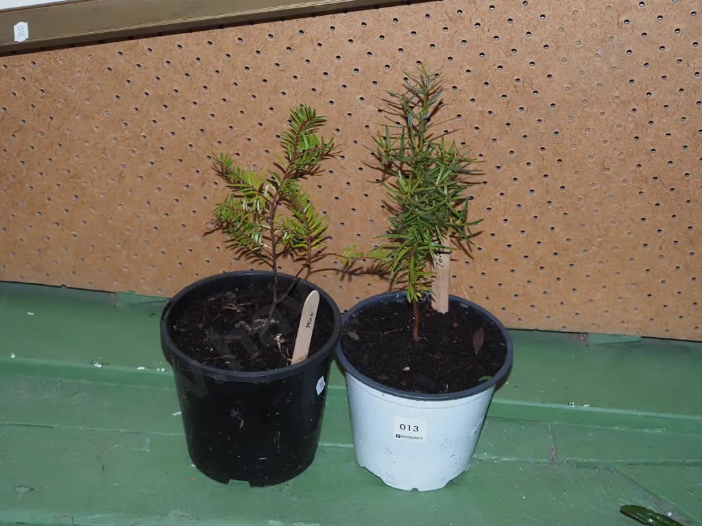 2x potted miro Image 1++