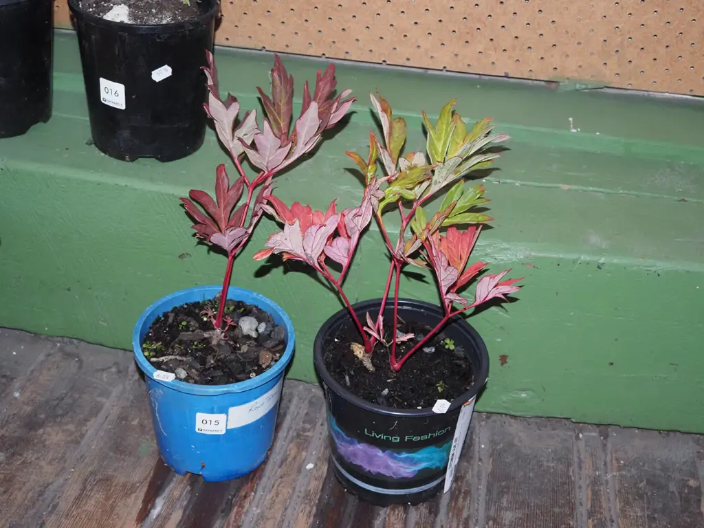 2x potted red tree peonies Image 1++