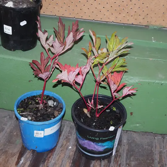 2x potted red tree peonies